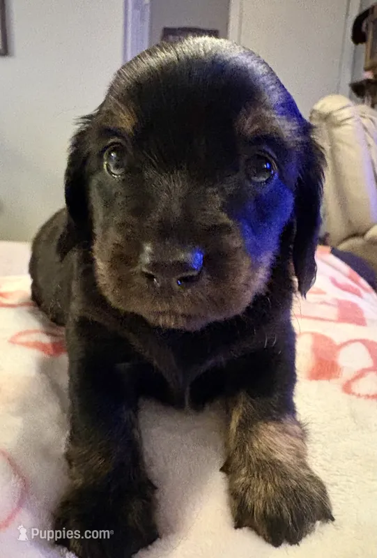 Reba – Miniature Dachshund puppy for sale in Channahon, IL