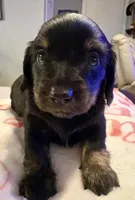 Reba, a female Miniature Dachshund for sale in Channahon, IL – 1 of 1