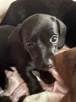 Dj(on hold), a male Miniature Dachshund for sale in Channahon, IL – 1 of 3