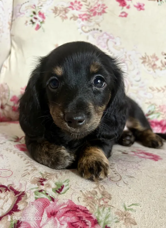 Dixie – Miniature Dachshund puppy for sale in Channahon, IL