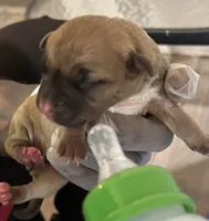 Xena, a female American Staffordshire Terrier and American Bully for sale in Petersburg, VA – 1 of 1
