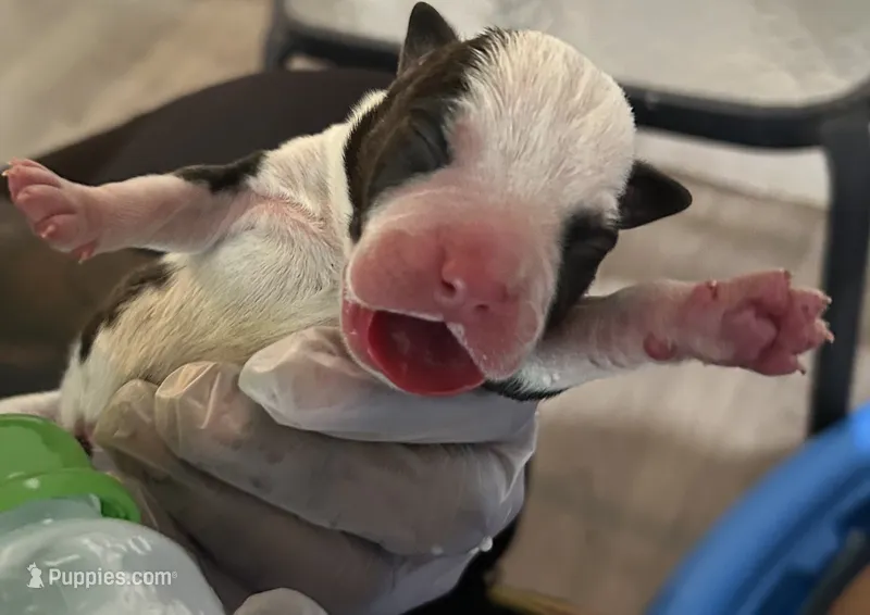 Milo – American Staffordshire Terrier, American Bully puppy for sale in Petersburg, VA