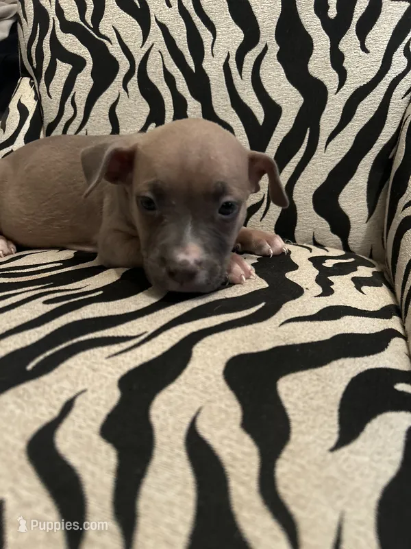 Miracle  – American Bully puppy for sale in Petersburg, VA