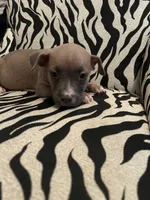 Miracle , a female American Bully for sale in Petersburg, VA – 1 of 2