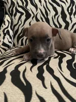 Miracle , a female American Bully for sale in Petersburg, VA – 2 of 2