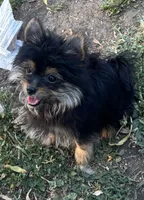 Corky, a male Pomeranian and Yorkshire Terrier for sale in Sprague, WA – 10 of 10