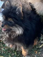 Corky, a male Pomeranian and Yorkshire Terrier for sale in Sprague, WA – 4 of 10
