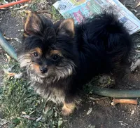 Corky, a male Pomeranian and Yorkshire Terrier for sale in Sprague, WA – 8 of 10