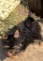 Corky, a male Pomeranian and Yorkshire Terrier for sale in Sprague, WA – 2 of 10