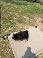 Corky, a male Pomeranian and Yorkshire Terrier for sale in Sprague, WA – 3 of 10