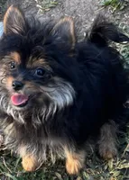 Corky, a male Pomeranian and Yorkshire Terrier for sale in Sprague, WA – 9 of 10