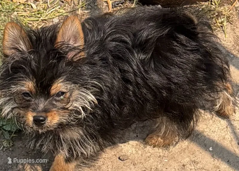 Corky – Pomeranian, Yorkshire Terrier puppy for sale in Sprague, WA