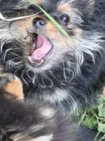 Corky, a male Pomeranian and Yorkshire Terrier for sale in Sprague, WA – 7 of 10