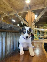 Purple, a female Rat Terrier and Pembroke Welsh Corgi for sale in Hedrick, IA – Photo 2 of 2