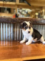 Purple, a female Rat Terrier and Pembroke Welsh Corgi for sale in Hedrick, IA – Photo 1 of 2