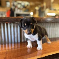 Green, a male Rat Terrier and Pembroke Welsh Corgi for sale in Hedrick, IA – Photo 2 of 2