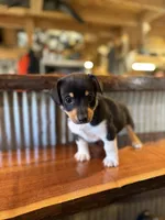 Green, a male Rat Terrier and Pembroke Welsh Corgi for sale in Hedrick, IA – Photo 2 of 2
