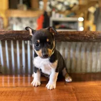 Green, a male Rat Terrier and Pembroke Welsh Corgi for sale in Hedrick, IA – Photo 1 of 2