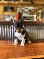 Green, a male Rat Terrier and Pembroke Welsh Corgi for sale in Hedrick, IA – Photo 1 of 2