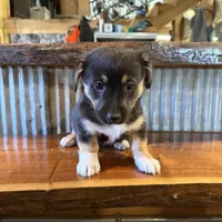 Blue, a male Rat Terrier and Pembroke Welsh Corgi for sale in Hedrick, IA – Photo 2 of 2