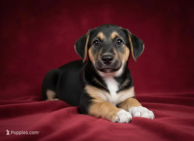 Blue – Rat Terrier, Pembroke Welsh Corgi puppy for sale in Hedrick, IA