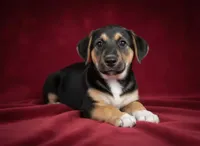 Blue, a male Rat Terrier and Pembroke Welsh Corgi for sale in Hedrick, IA – 1 of 3