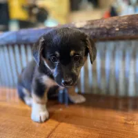Blue, a male Rat Terrier and Pembroke Welsh Corgi for sale in Hedrick, IA – Photo 1 of 2