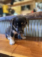 Blue, a male Rat Terrier and Pembroke Welsh Corgi for sale in Hedrick, IA – Photo 1 of 2