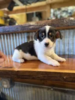 Red, a male Rat Terrier and Pembroke Welsh Corgi for sale in Hedrick, IA – Photo 2 of 2
