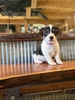 Red, a male Rat Terrier and Pembroke Welsh Corgi for sale in Hedrick, IA – Photo 1 of 2