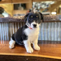 Orange , a male Rat Terrier and Pembroke Welsh Corgi for sale in Hedrick, IA – Photo 1 of 3