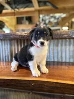 Orange , a male Rat Terrier and Pembroke Welsh Corgi for sale in Hedrick, IA – Photo 1 of 3