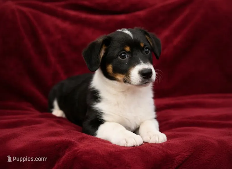 Orange  – Rat Terrier, Pembroke Welsh Corgi puppy for sale in Hedrick, IA