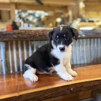 Orange , a male Rat Terrier and Pembroke Welsh Corgi for sale in Hedrick, IA – Photo 3 of 3