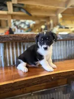 Orange , a male Rat Terrier and Pembroke Welsh Corgi for sale in Hedrick, IA – Photo 3 of 3