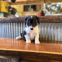 Orange , a male Rat Terrier and Pembroke Welsh Corgi for sale in Hedrick, IA – Photo 2 of 3