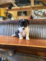 Orange , a male Rat Terrier and Pembroke Welsh Corgi for sale in Hedrick, IA – Photo 2 of 3