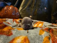 Winnie, a female French Bulldog for sale in Columbia Falls, MT – 2 of 10