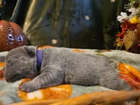 Hazel, a female French Bulldog for sale in Columbia Falls, MT – 8 of 10
