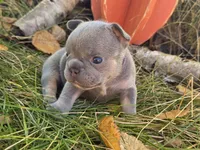 Hazel, a female French Bulldog for sale in Columbia Falls, MT – 7 of 10