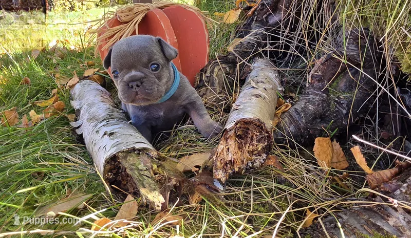 Autumn – French Bulldog puppy for sale in Columbia Falls, MT