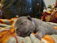 Hazel, a female French Bulldog for sale in Columbia Falls, MT – 3 of 10