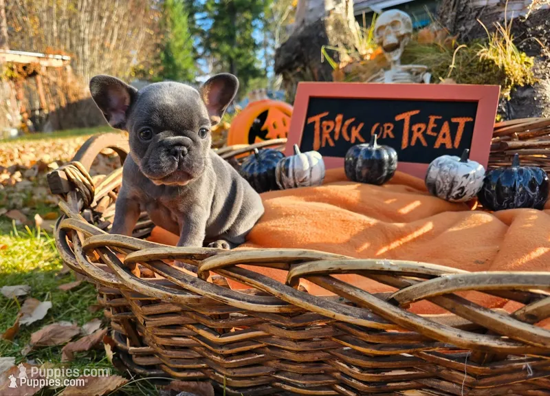 Autumn – French Bulldog puppy for sale in Columbia Falls, MT