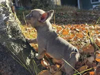 Walter, a male French Bulldog for sale in Columbia Falls, MT – 10 of 10