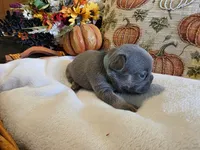 Autumn, a female French Bulldog for sale in Columbia Falls, MT – 4 of 6