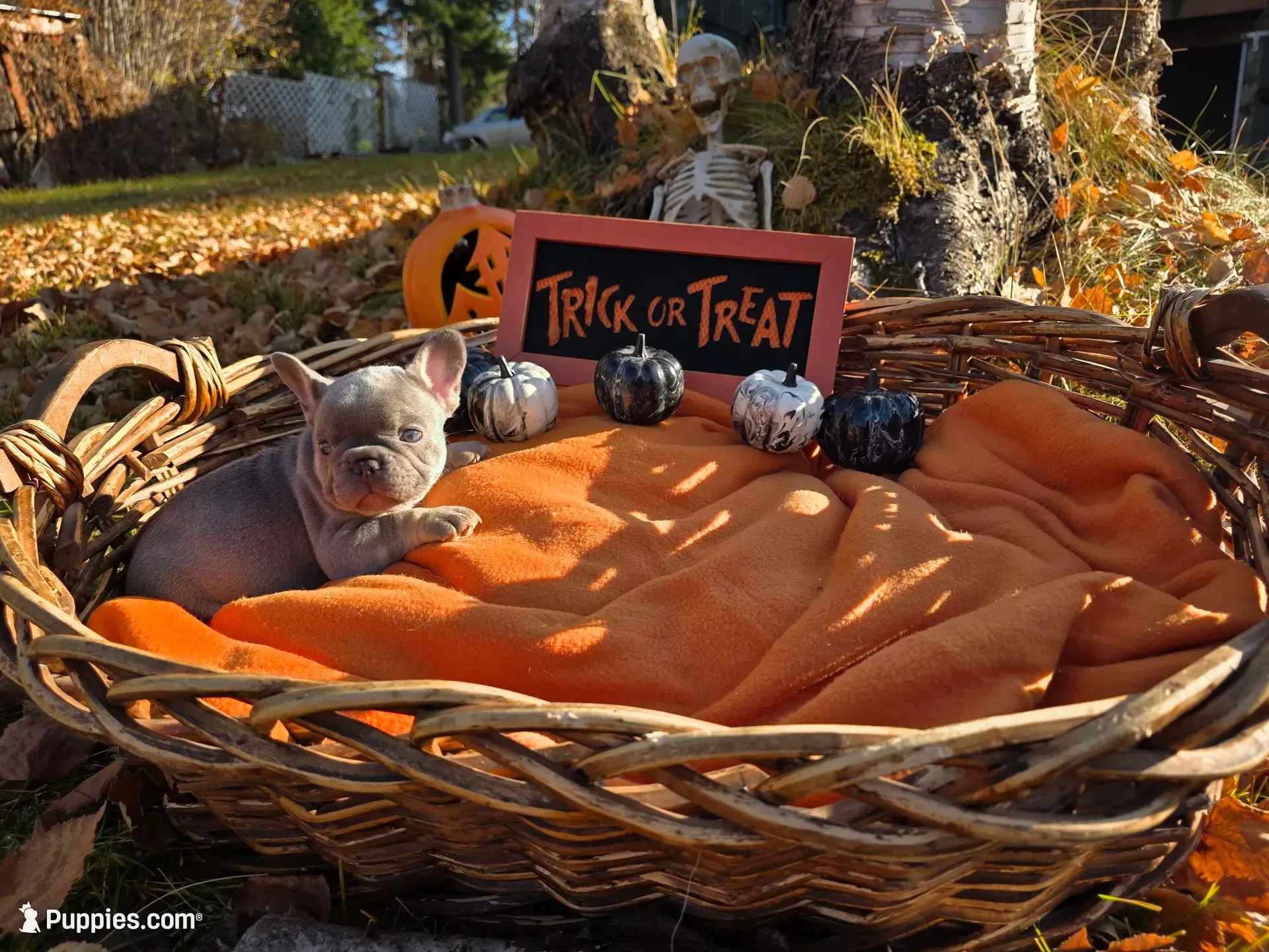 Hazel, a female French Bulldog for sale in Columbia Falls, MT – 2 of 10