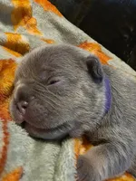 Hazel, a female French Bulldog for sale in Columbia Falls, MT – 5 of 10