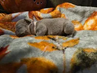 Winnie, a female French Bulldog for sale in Columbia Falls, MT – 3 of 10