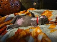 Maple, a female French Bulldog for sale in Columbia Falls, MT – 3 of 9