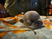 Winnie, a female French Bulldog for sale in Columbia Falls, MT – 6 of 10